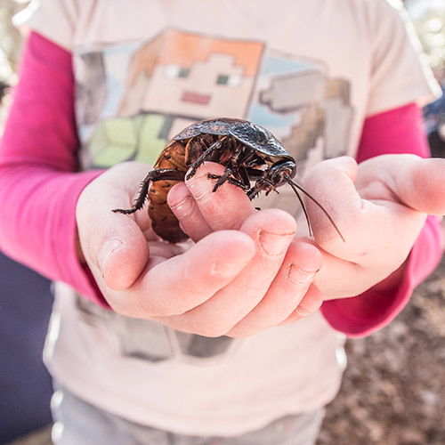girl holding a giant cockroach up to the camera