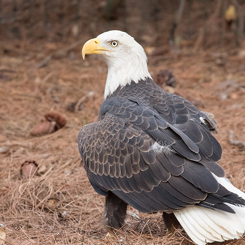 eagle standing on the ground looking to the left