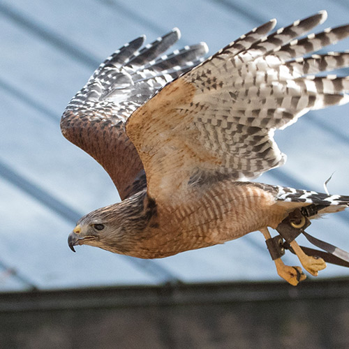 a hawk flying to the left