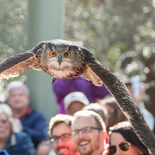 an owl flying straight towards the camera
