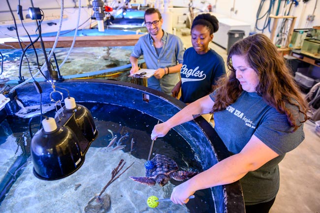 students studying a sea turtle in an aquarium setting