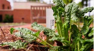 Betany plant