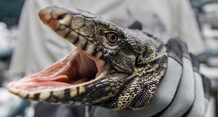 Tegu