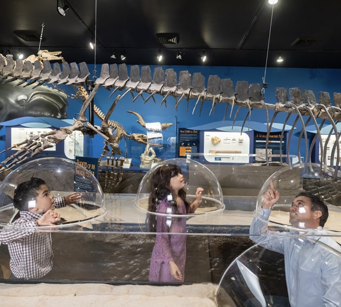 University Museum reopens