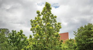 Mexican Oak