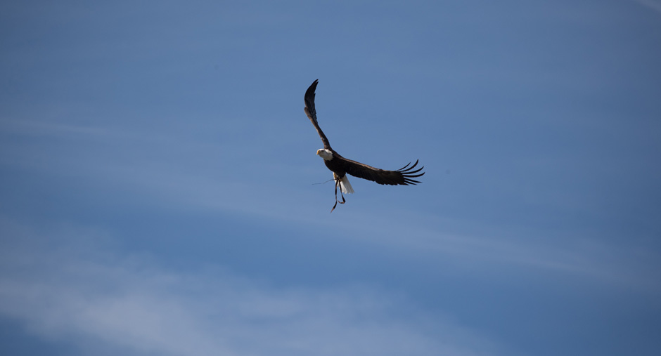 Freedom in flight